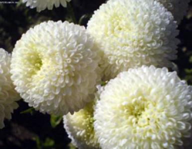 Varieties and features of growing chrysanthemum bush