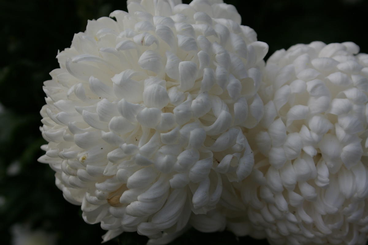 хризантемы шаровидные белые фото