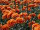 Záhradná odroda chryzantémy 