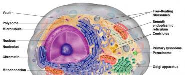 ცოცხალი ორგანიზმების უჯრედები და რომელი უჯრედი