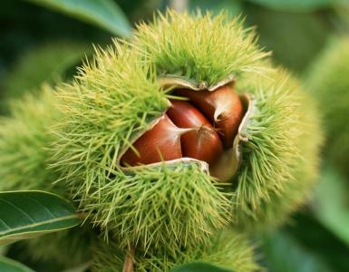 Chestnut tree - planting, care and growing features