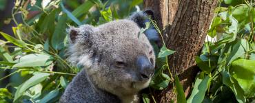 Forskere forklarer hvorfor koalaer klemmer trær