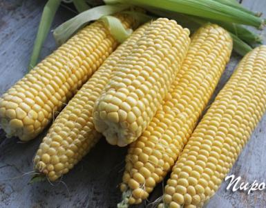 Corn baked in the oven Boiled corn how to cook in the oven