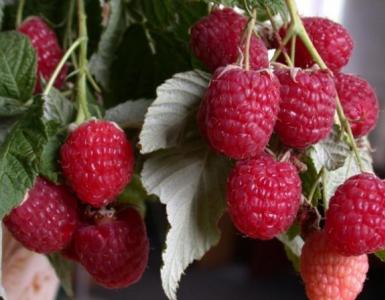 យៈសាពូនមី raspberry នៅផ្ទះ