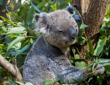 Forskere forklarer hvorfor koalaer klemmer trær