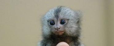 Najmenšia opica na svete Najmenšie primáty sú lemury alebo opice