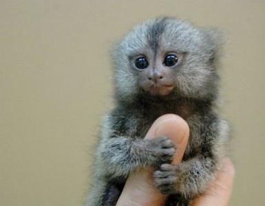 Najmenšia opica na svete Najmenšími primátmi sú lemury alebo opice